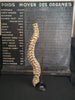 real human vertebral column / spine for sale