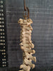 real human vertebral column / spine for sale