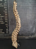 real human vertebral column / spine for sale