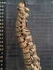 real human vertebral column / spine for sale