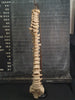 real human vertebral column / spine for sale