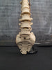 real human vertebral column / spine for sale