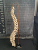 real human vertebral column / spine for sale