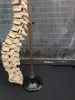 real human vertebral column / spine for sale